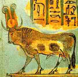 apis-bull